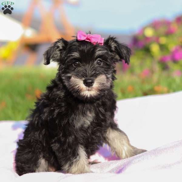 Lila, Miniature Schnauzer Puppy